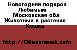 Новогодний подарок Любимым!!! - Московская обл. Животные и растения » Кошки   